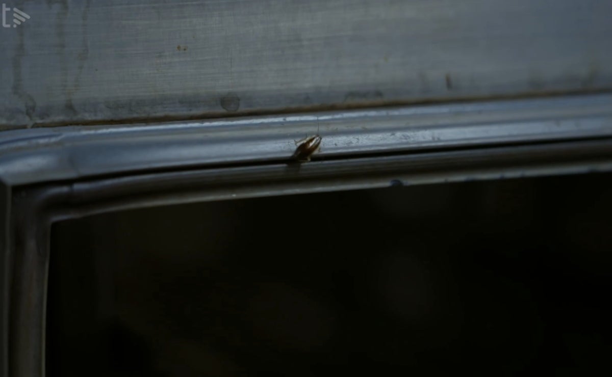 Han trobat dues petites cuques a la cuina a 'Joc de cartes' _ 3Cat.