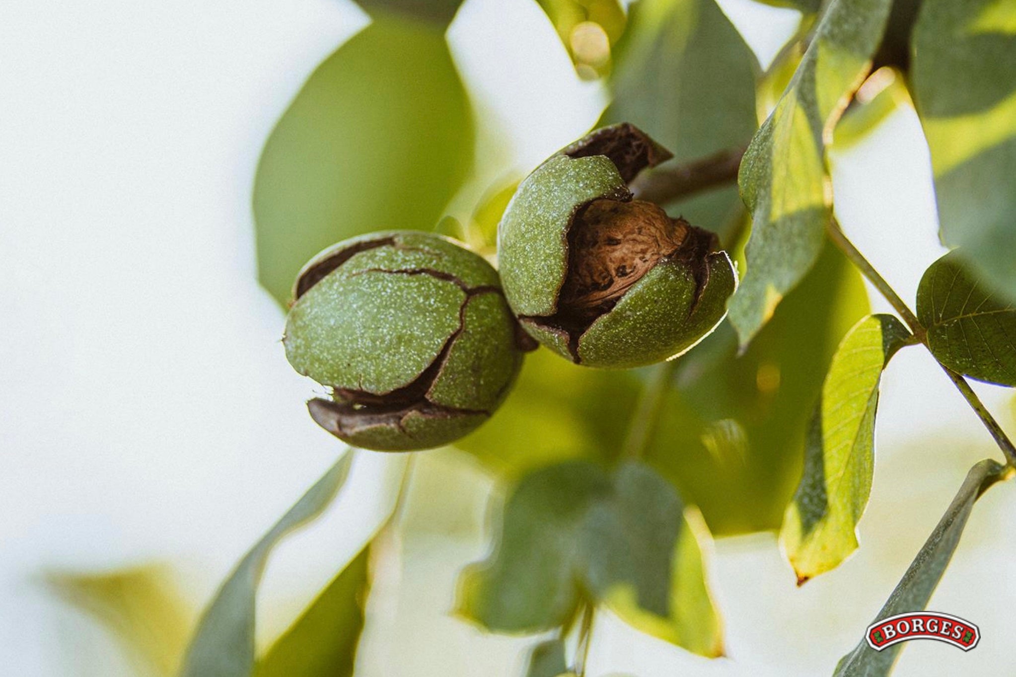 Nous de Borges, de la gamma Pizarro, creixent en un terreny de proximitat / Cedida