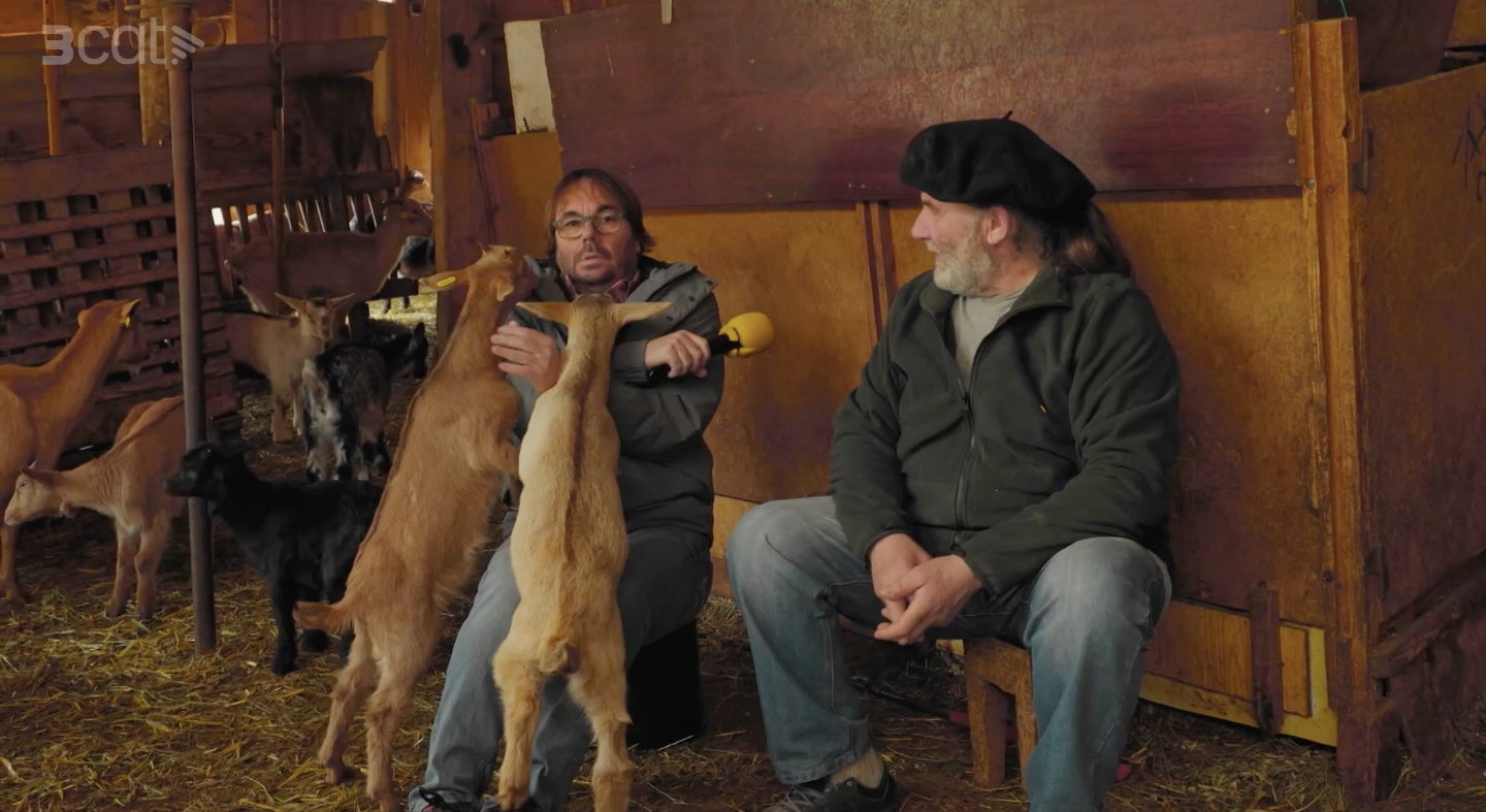 Quim Masferrer, envoltat de cabres en una escena hilarant a El Foraster - TV3
