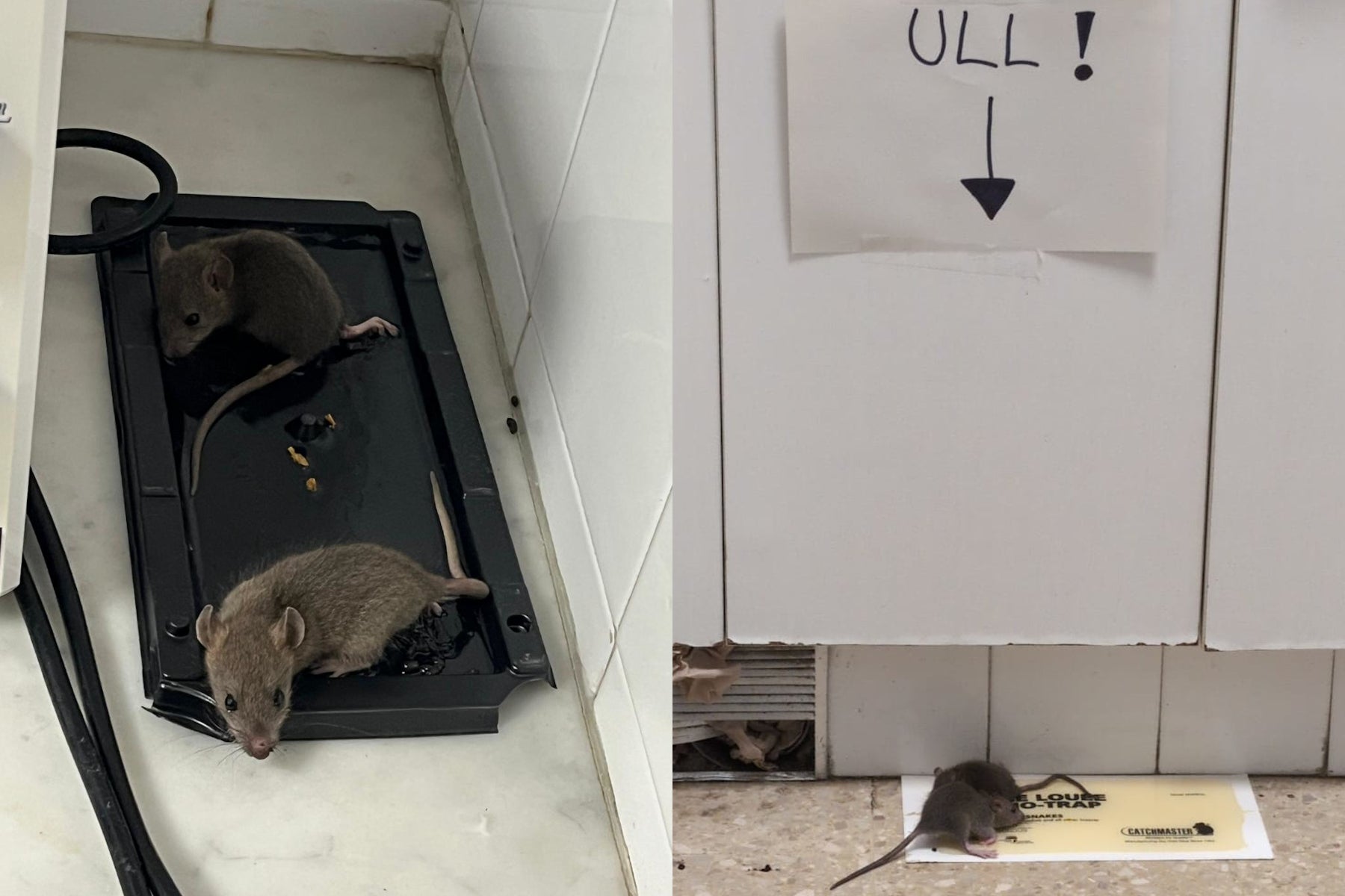 Rates al CAP de Santa Coloma de Farners / ACN