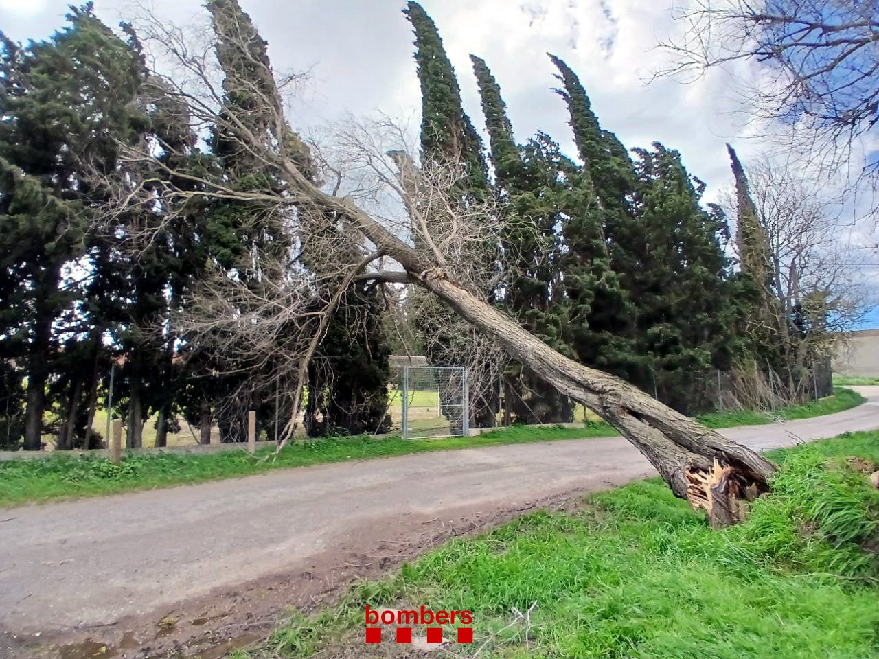 Imatge d'arxiu d'un arbre tombat per la ventada a Vilatenim, a l'Alt Empordà el març del 2025 | Bombers de la Generalitat