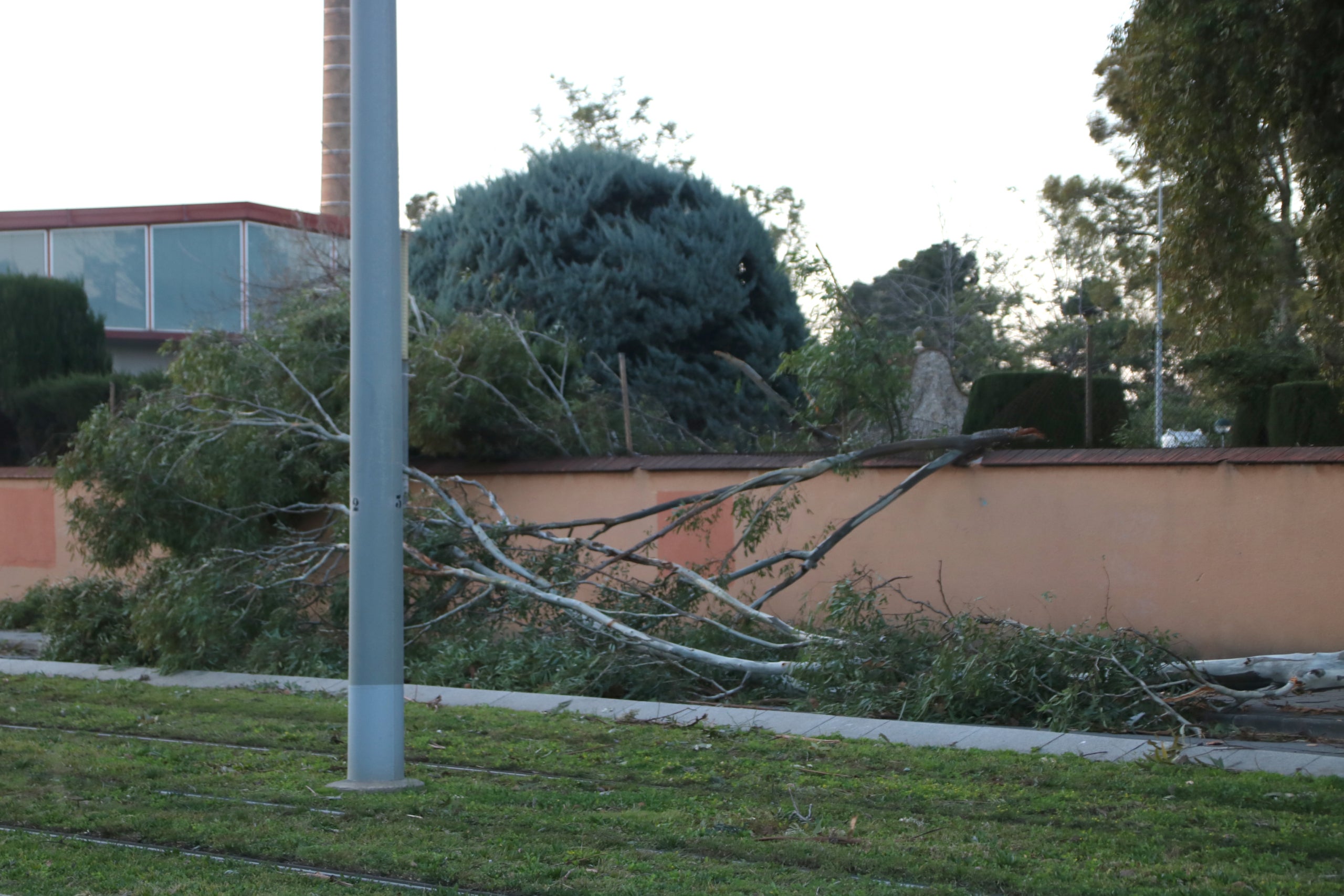 Un arbre caigut a Sant Joan Despí / ACN