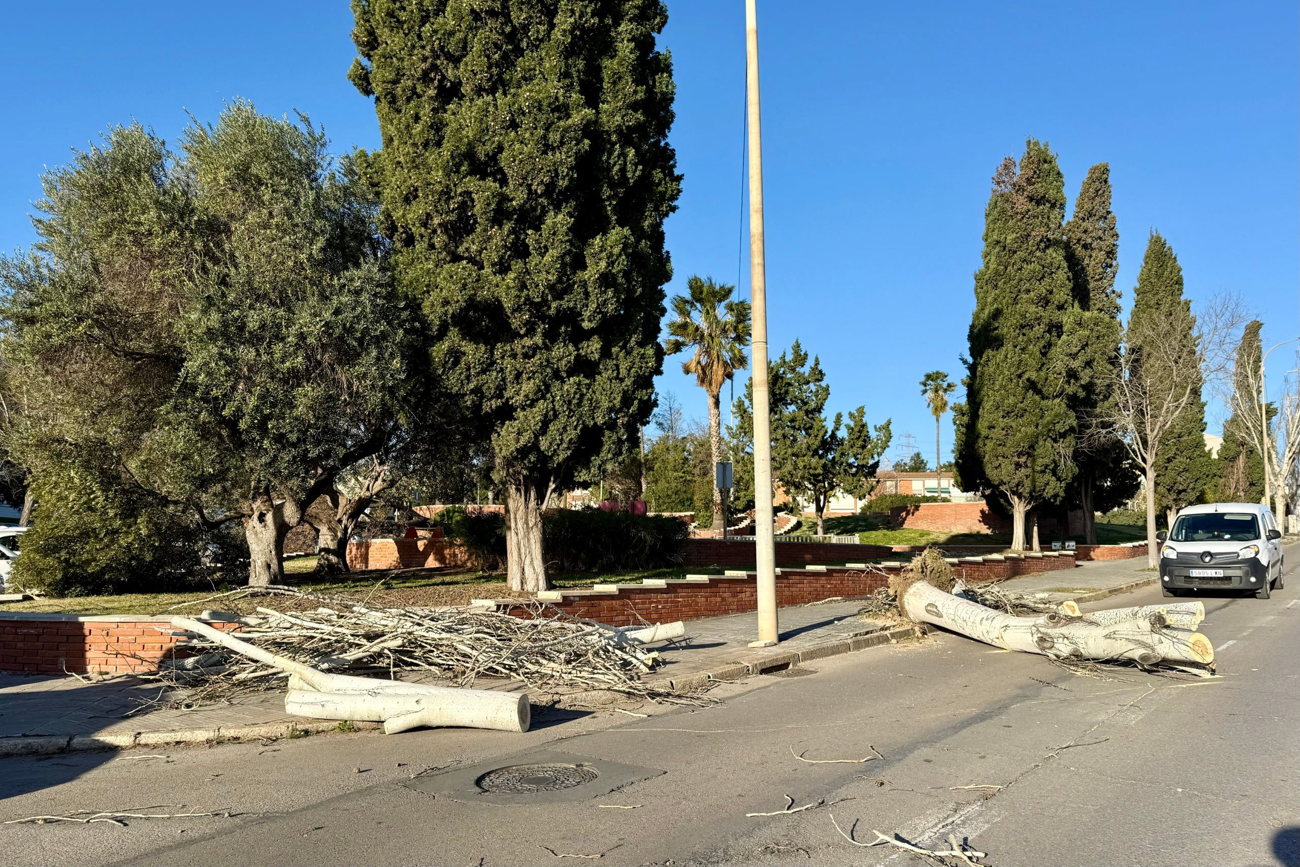 Un arbre caigut a la plaça Ernest Lluch de Sant Boi de Llobregat / ACN