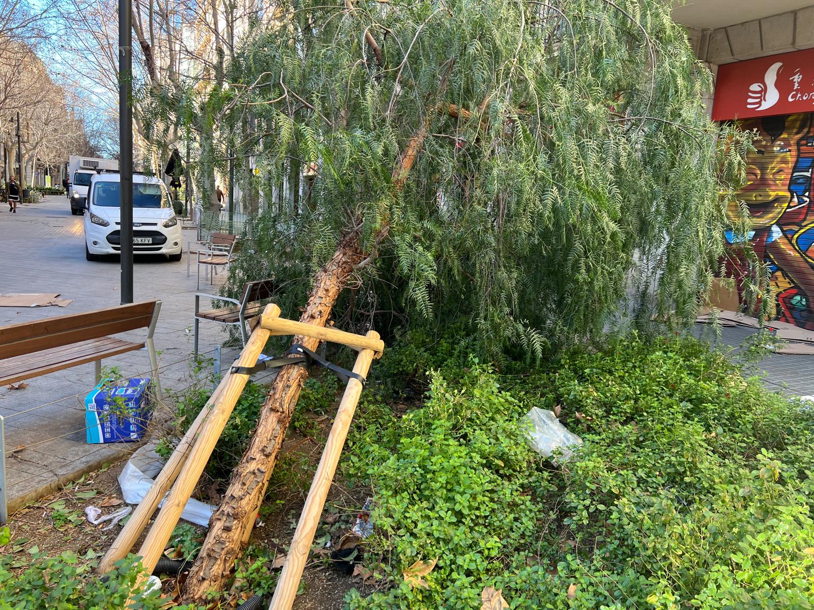 Un arbre caigut a l'eix verd de Consell de Cent / Salvador Cot