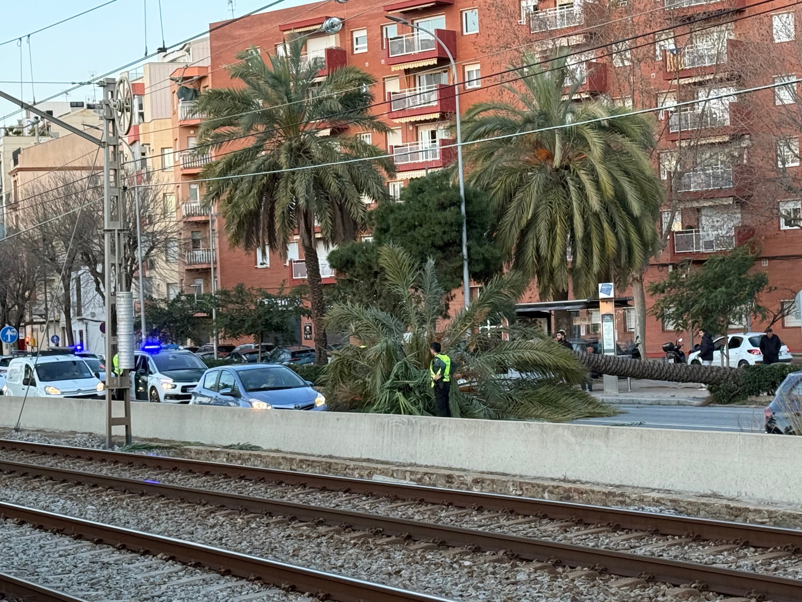 Un arbre caigut a tocar de l'estació de Rodalies de Mataró / ACN