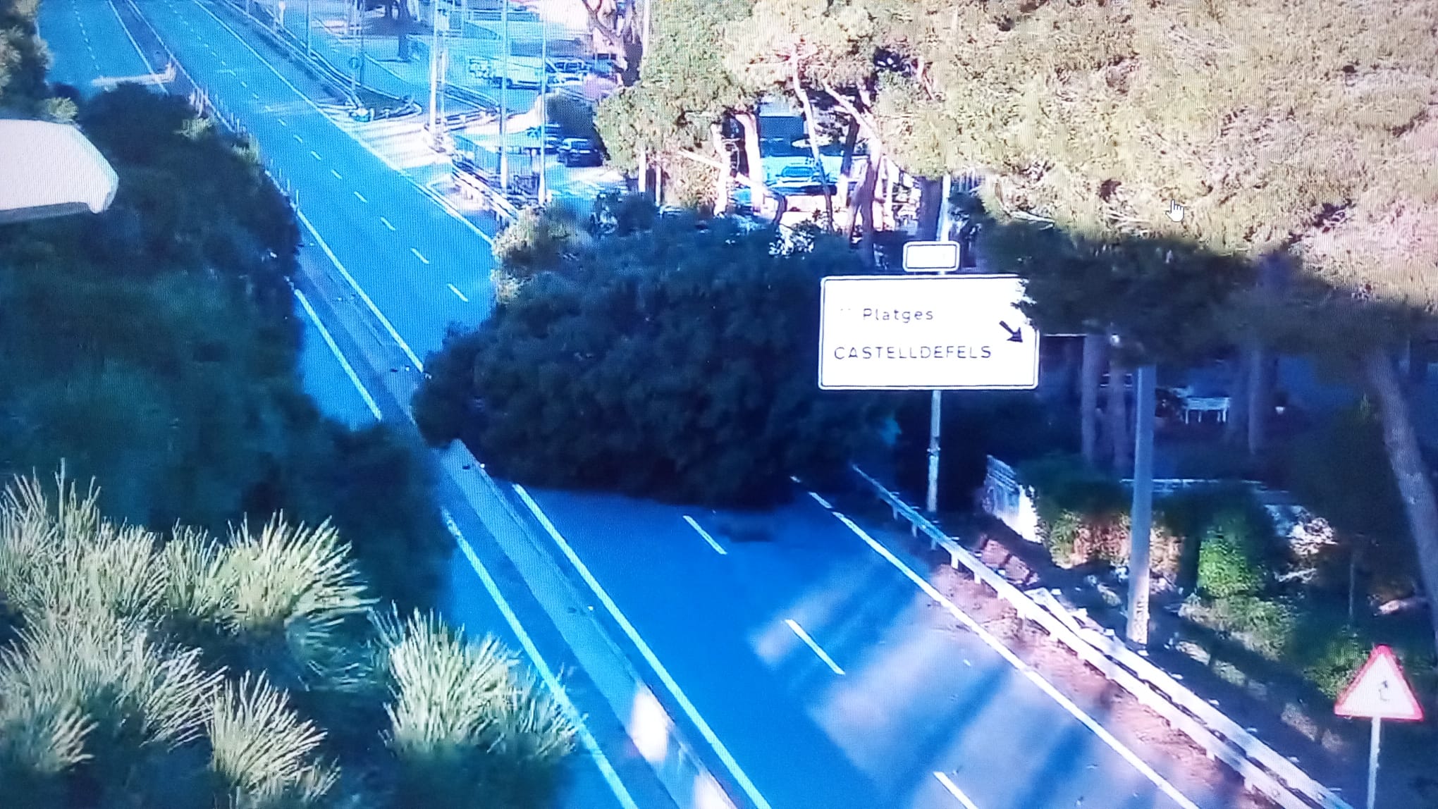Un arbre caigut al mig de la carretera a Castelldefels | Trànsit