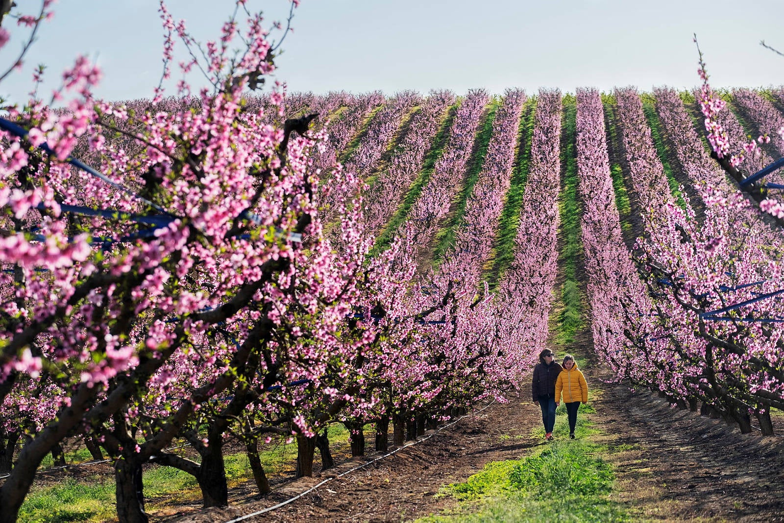 Floración de melocotoneros en Aitona / Foto: Oriol Clavera / Patronat de Turisme de la Diputació de Lleida