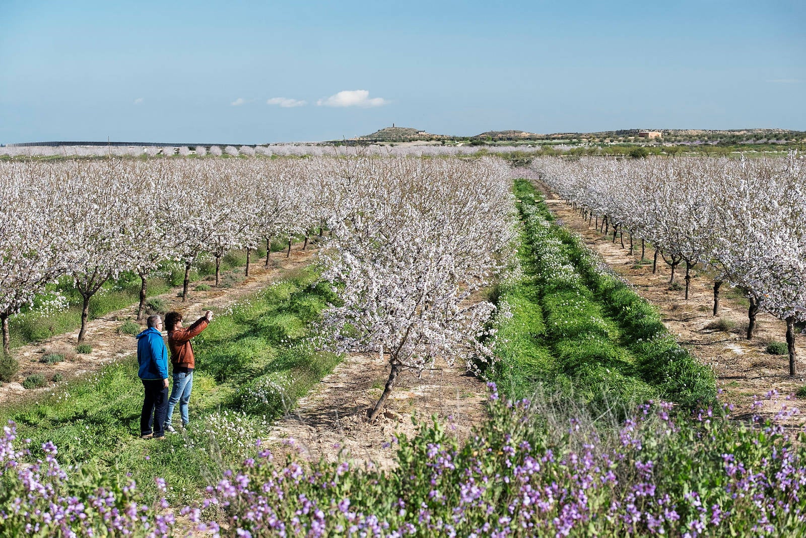 Floració d'ametllers a Castelldans / Foto: Oriol Clavera / Patronat de Turisme de la Diputació de Lleida