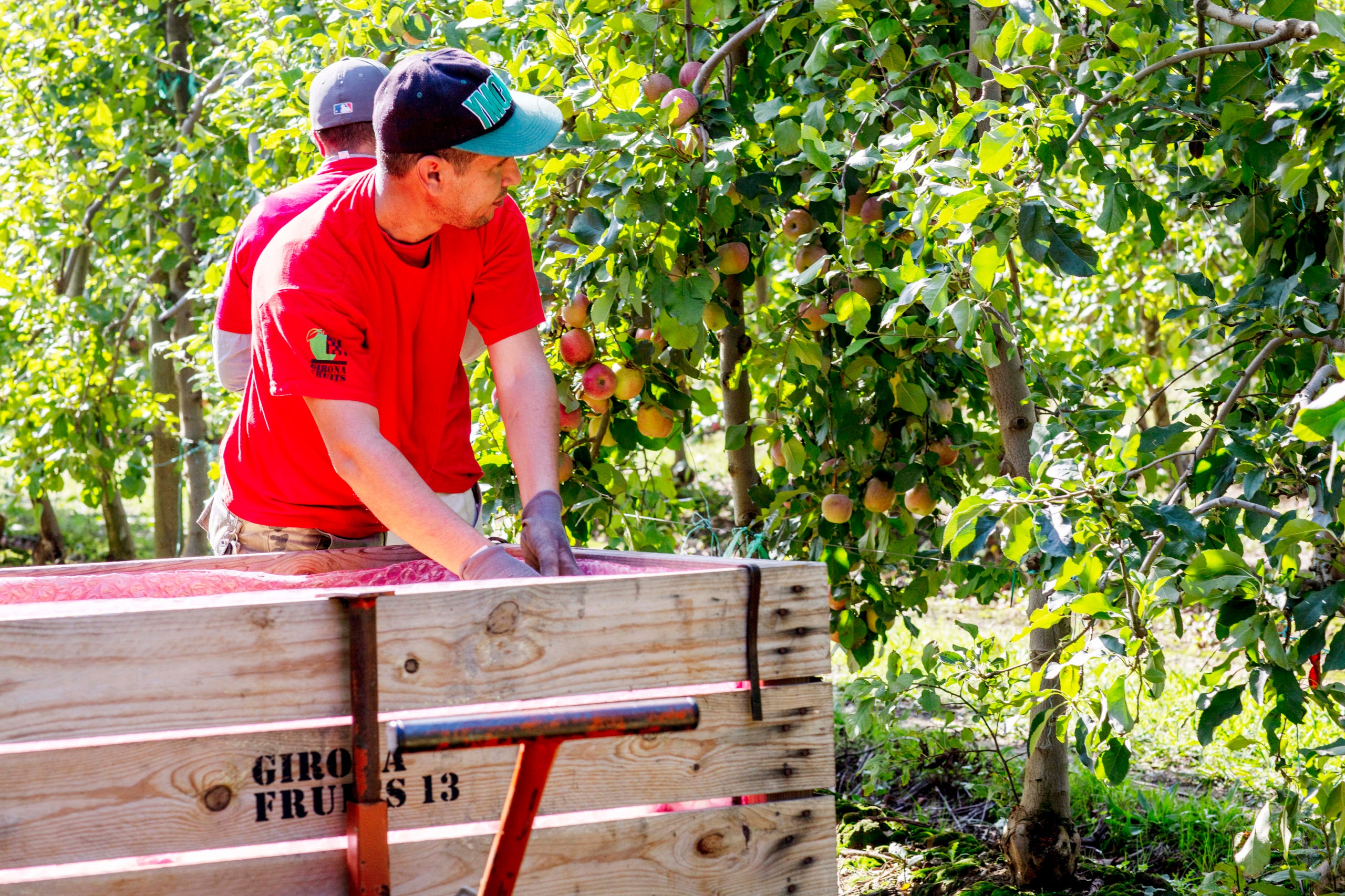 Pomes de la cooperativa Gir ona Fruits, proveïdora de Mercadona / Mercadona