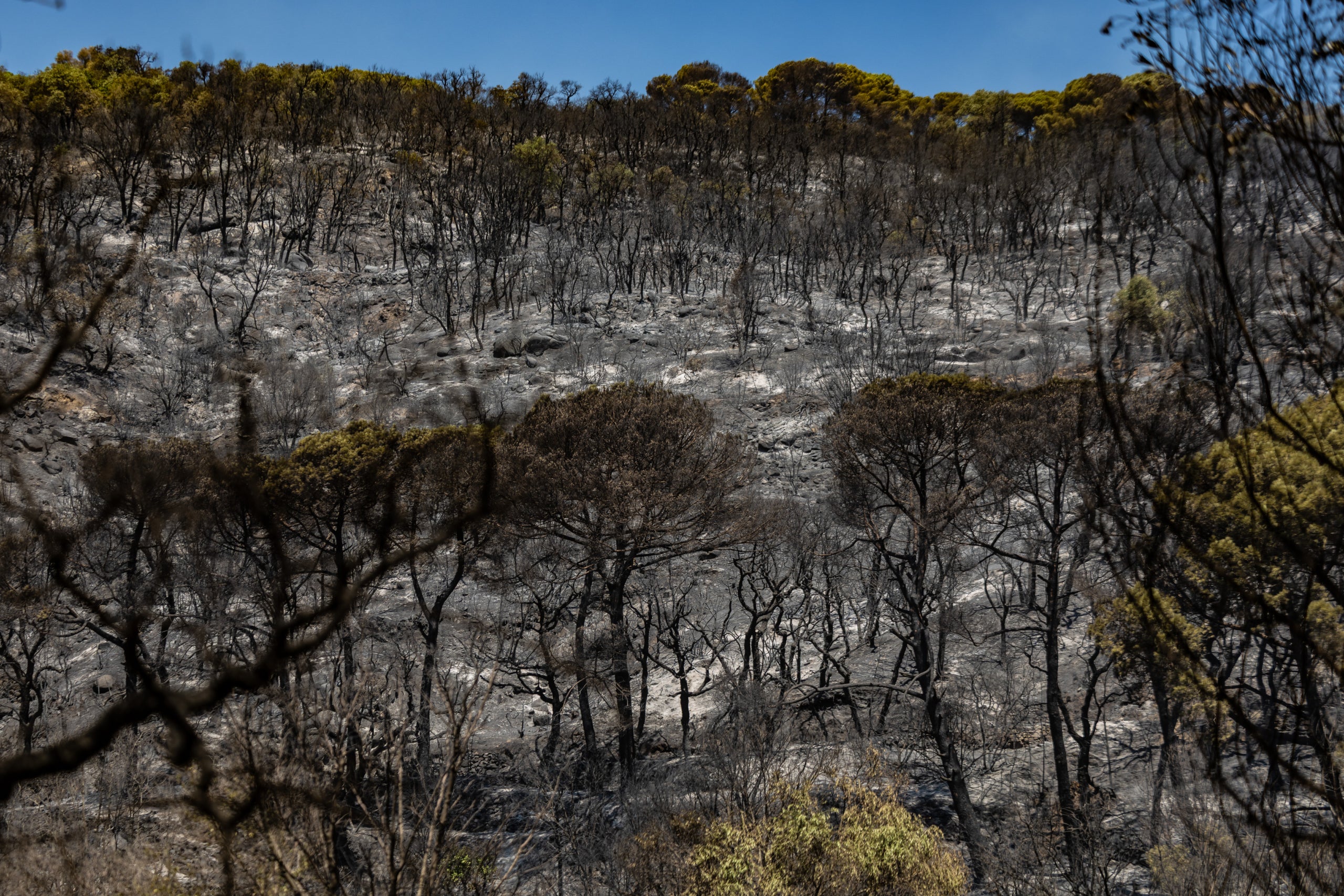 Zona cremada a l'incendi de les Gavarres / Jordi Borràs / ACN
