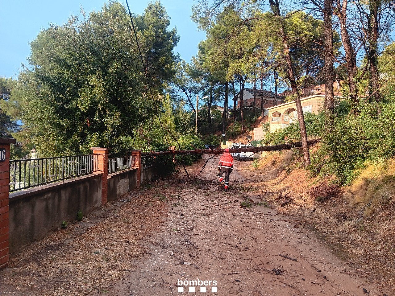 Un Bomber treballant en una zona amb un arbre caigut a causa de la pluja. | Bombers de la Generalitat