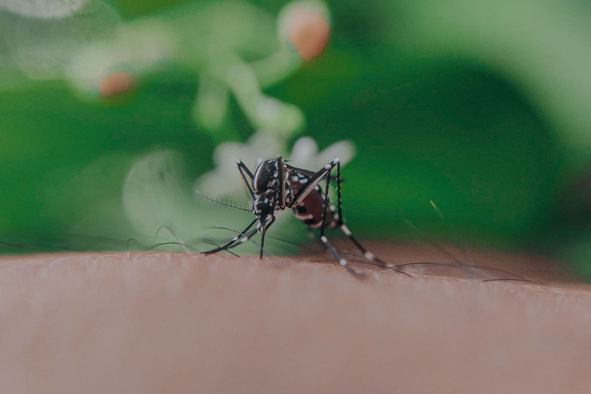 Mosquit / Servimedia