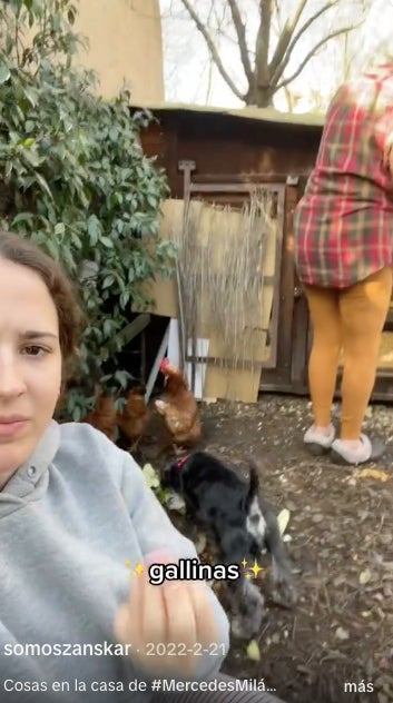 Mercedes Milá viu amb un munt de gallines - TikTok