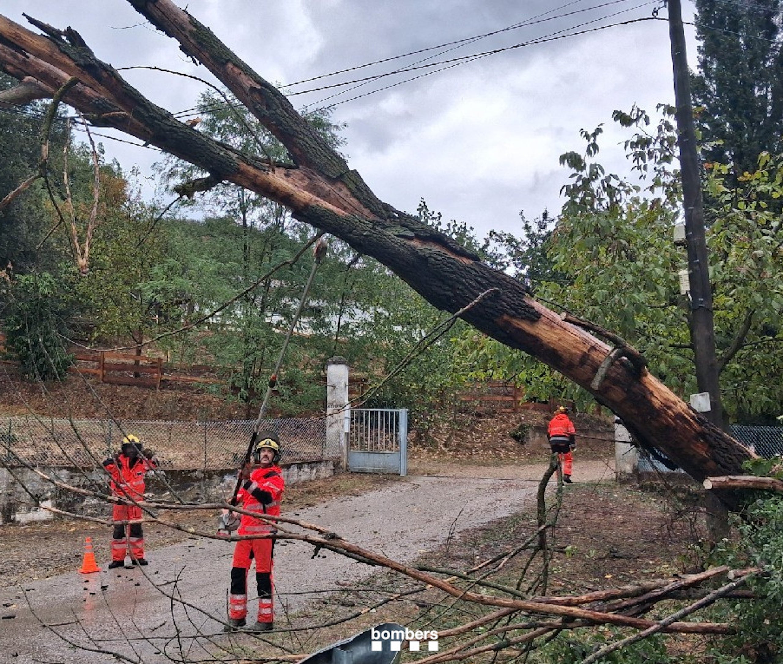Els bombers tallant un arbre a Olot. | Bombers de la Generalitat