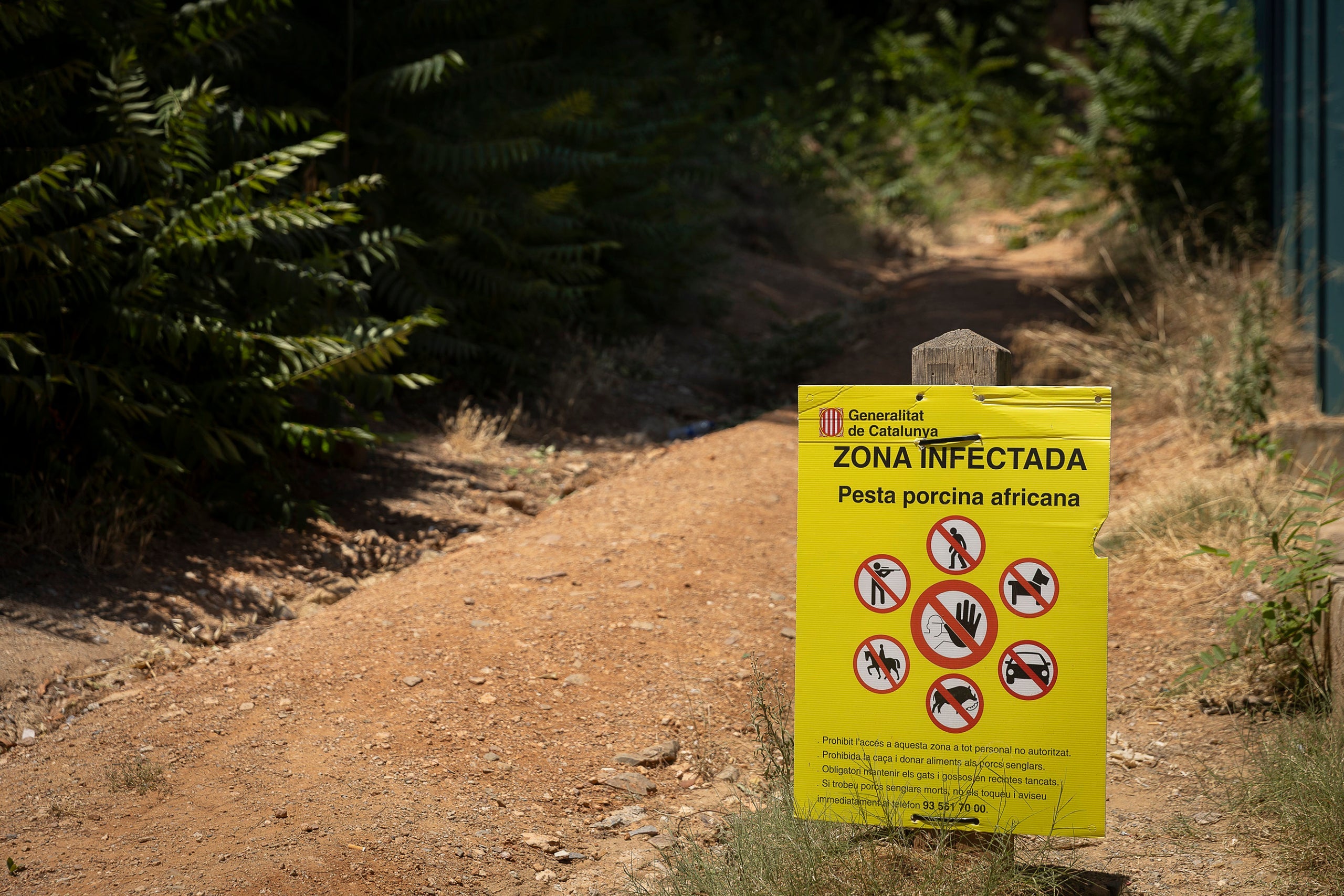 Restriccions al Parc de Collserola per pesta porcina africana.
06.07.2026, Barcelona
foto: Jordi Play