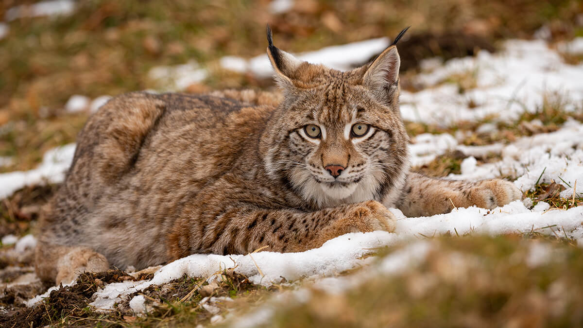 lince ibérico