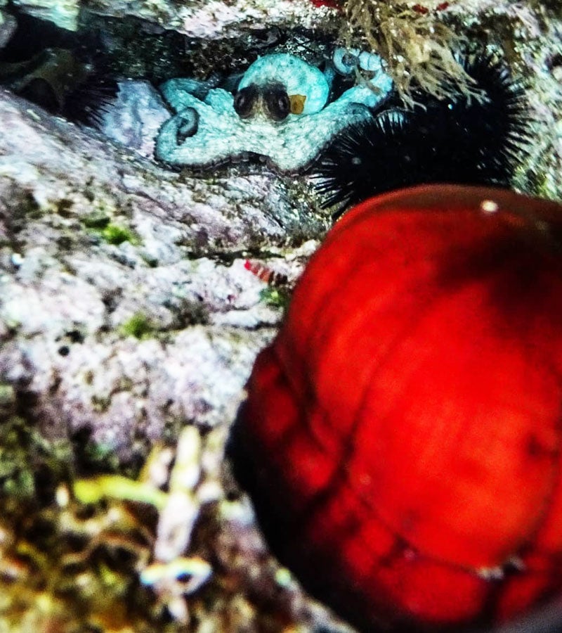 Actinia equina en Cala de Gens
