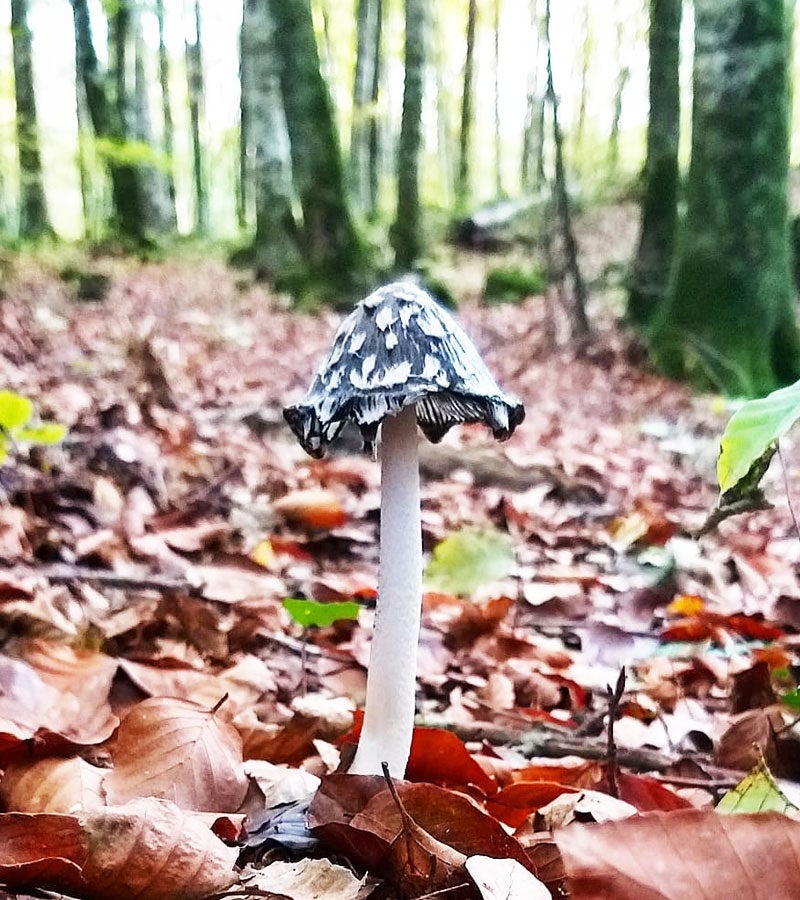 Bolet a la Fageda d’en Jordà