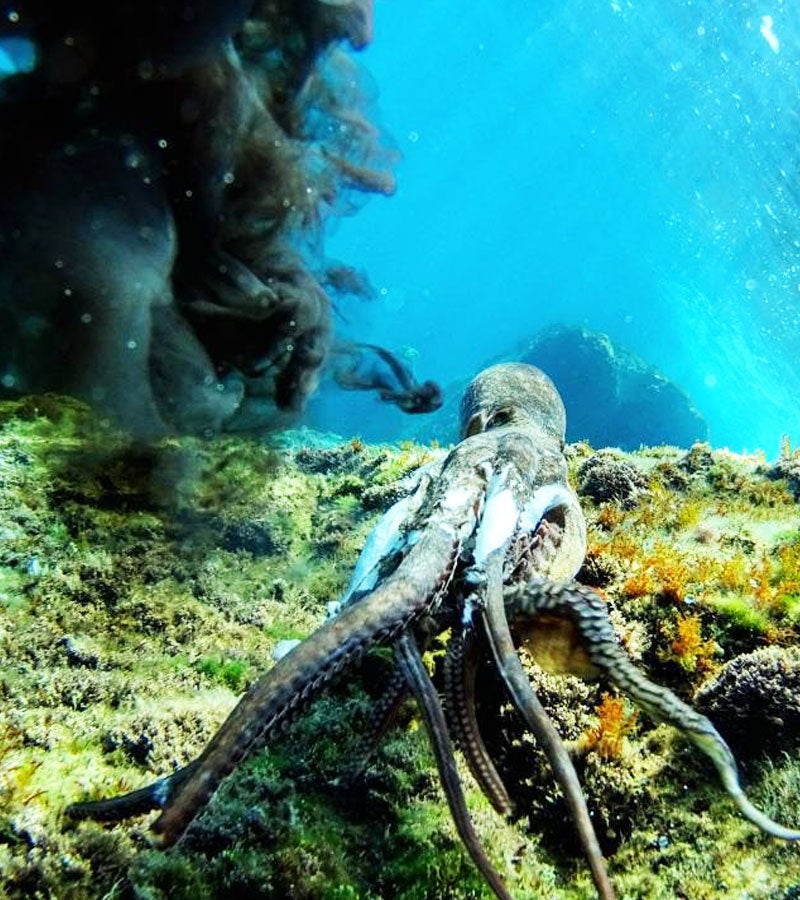 Pulpo en Cala de Gens