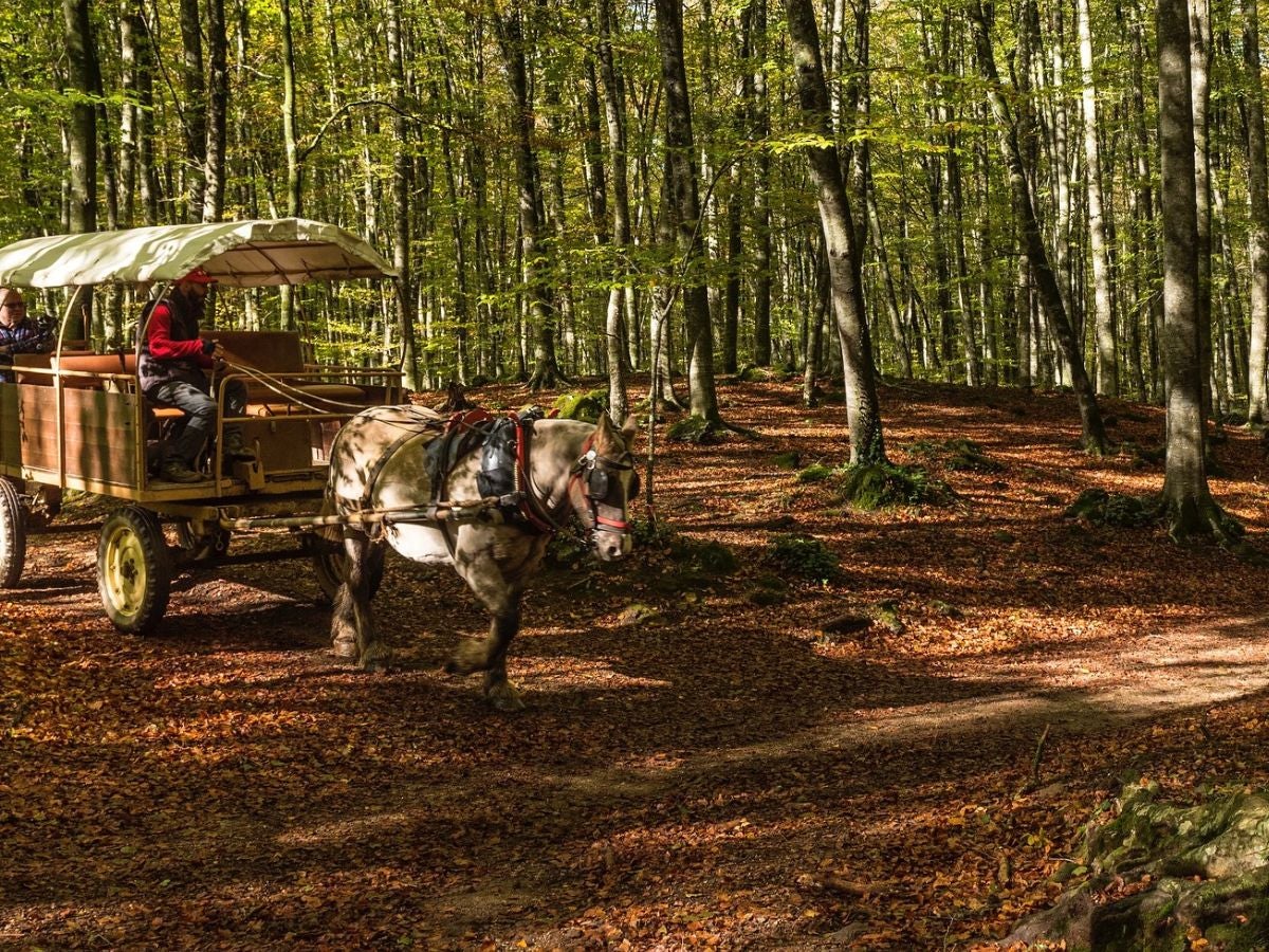 Fageda d’en Jordà