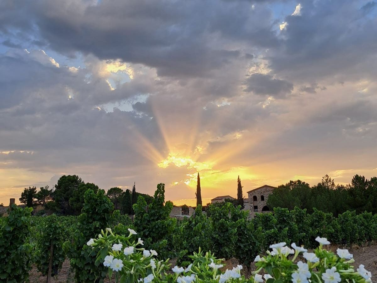 Entre viñedos y luz dorada, la Ruta del Cister revela la unión perfecta entre naturaleza y patrimonio.