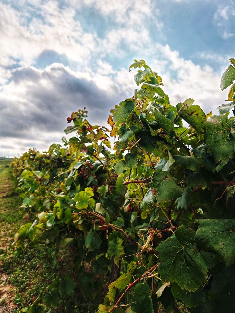 Les vinyes de Puigdàlber