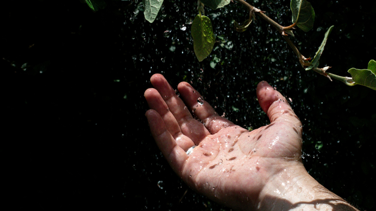 están en su momento de máximo esplendor y es el momento de visitarlas