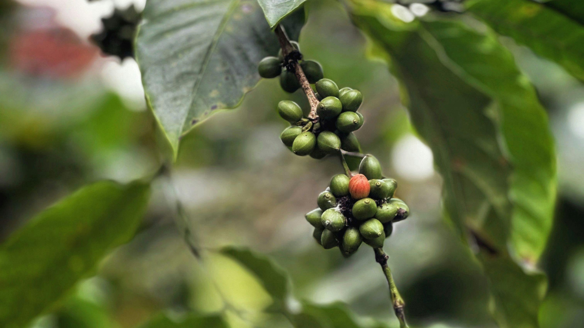 De Mendoza a Cafayate, descobreix la ruta definitiva pels cellers argentins.
