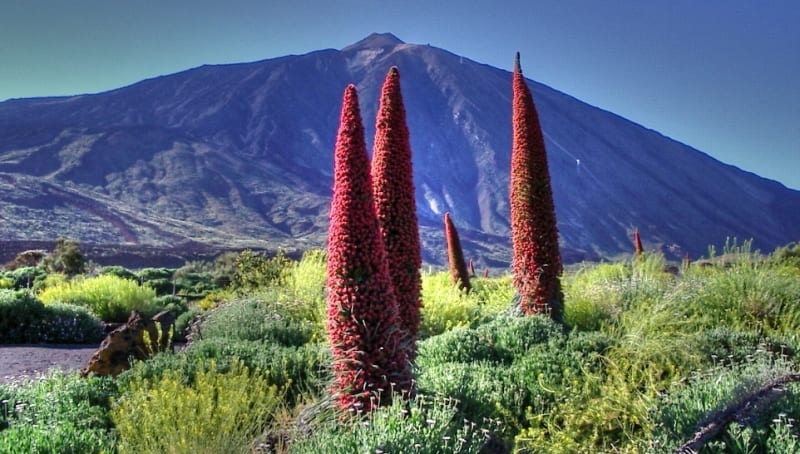 Parque Nacional del Teide