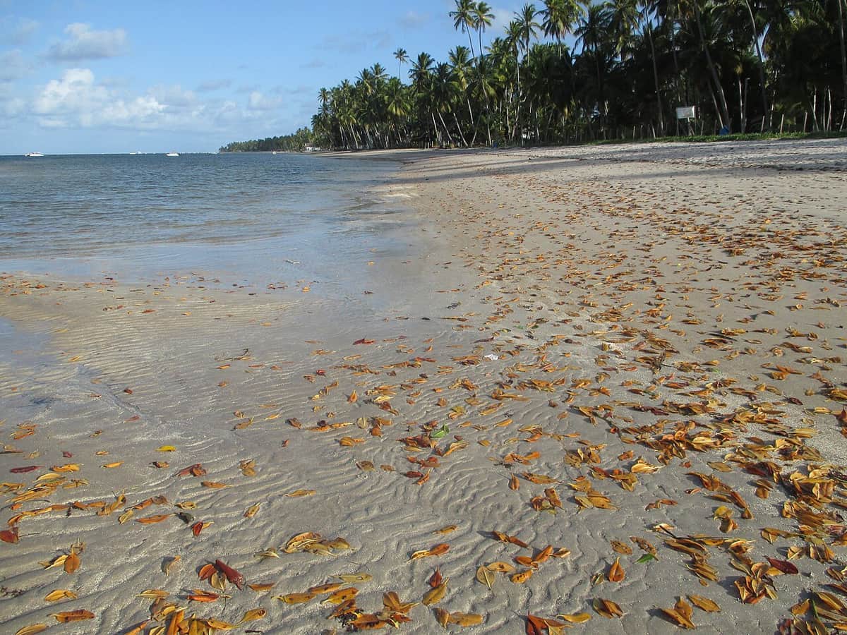 Praia dos Carneiros
