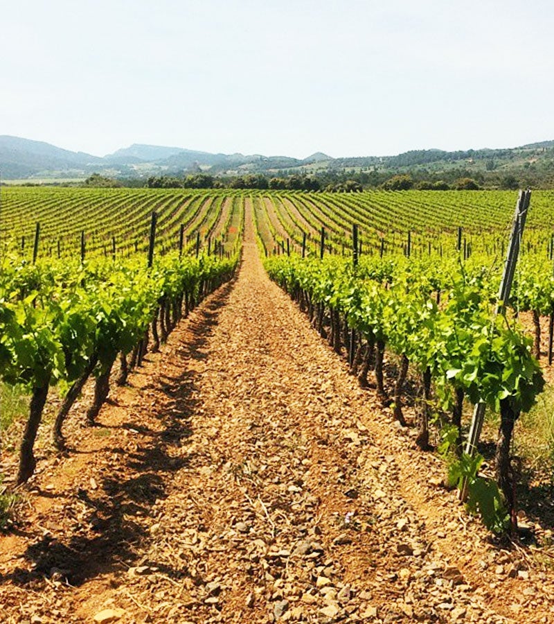Vinyes properesa L’Espluga de Francolí