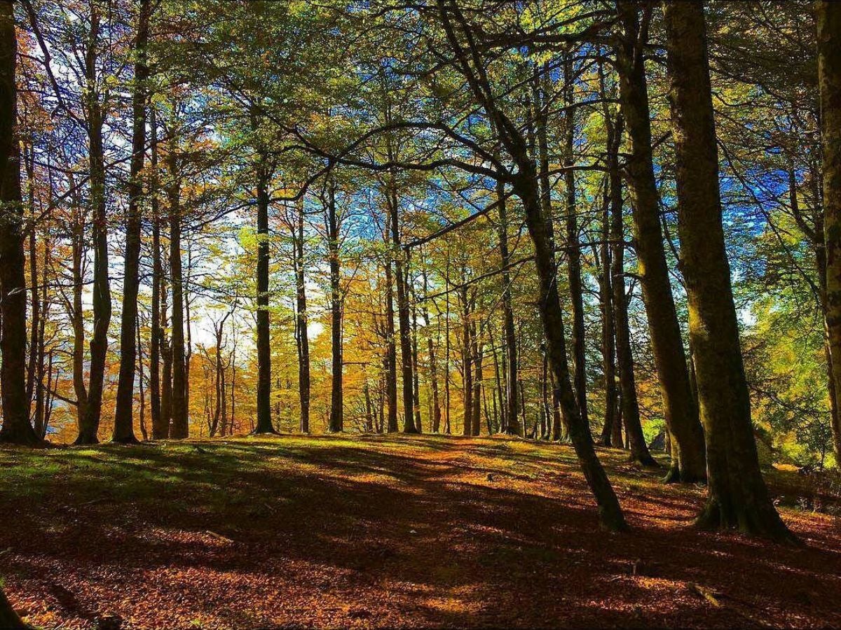 Selva de Irati