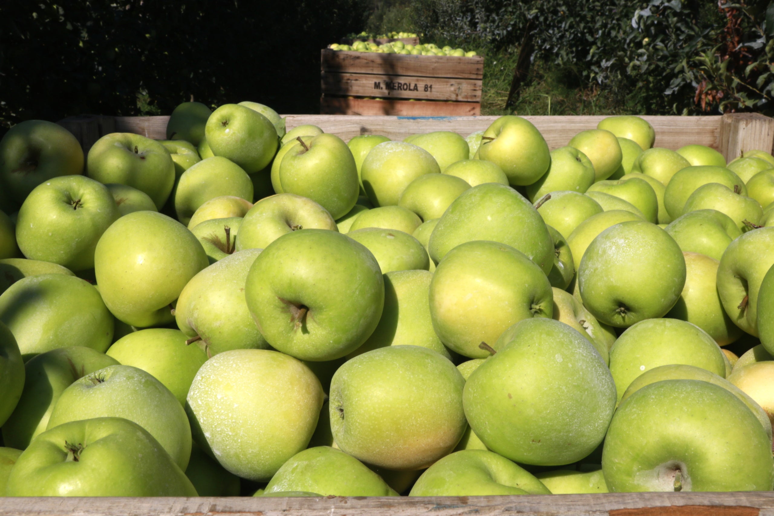 Un palot lleno de manzanas golden en una finca de l'Horta de Lleida / ACN