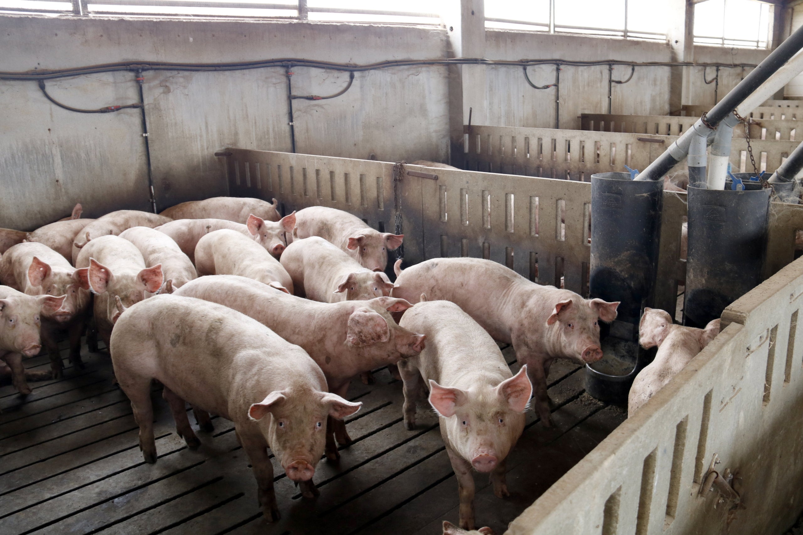 El porc ha estat un any més el gran protagonista de les exportacions alimentàries catalanes / ACN