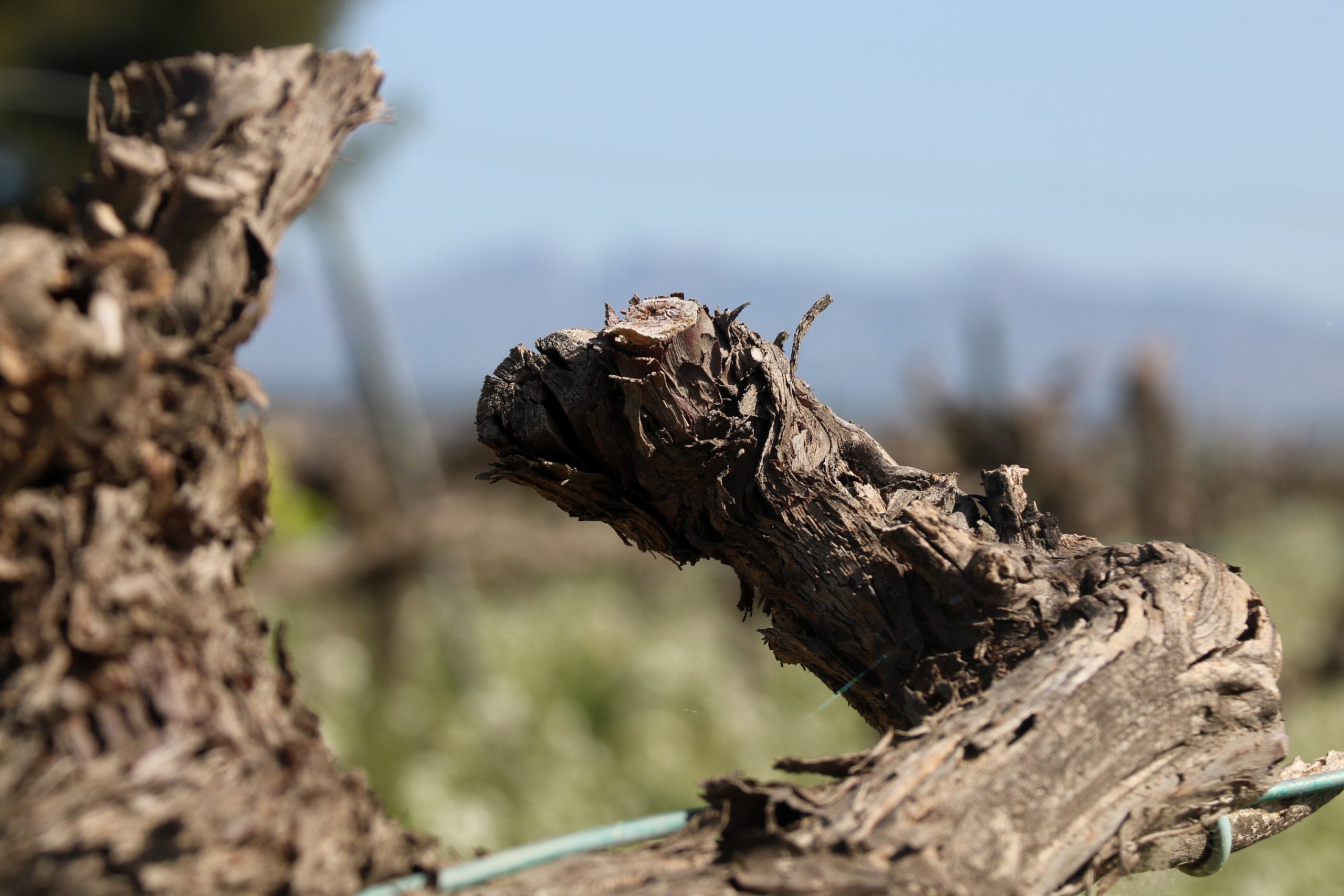 Part superior d'un cep del Penedès mort per la sequera | Gemma Sánchez Bonel