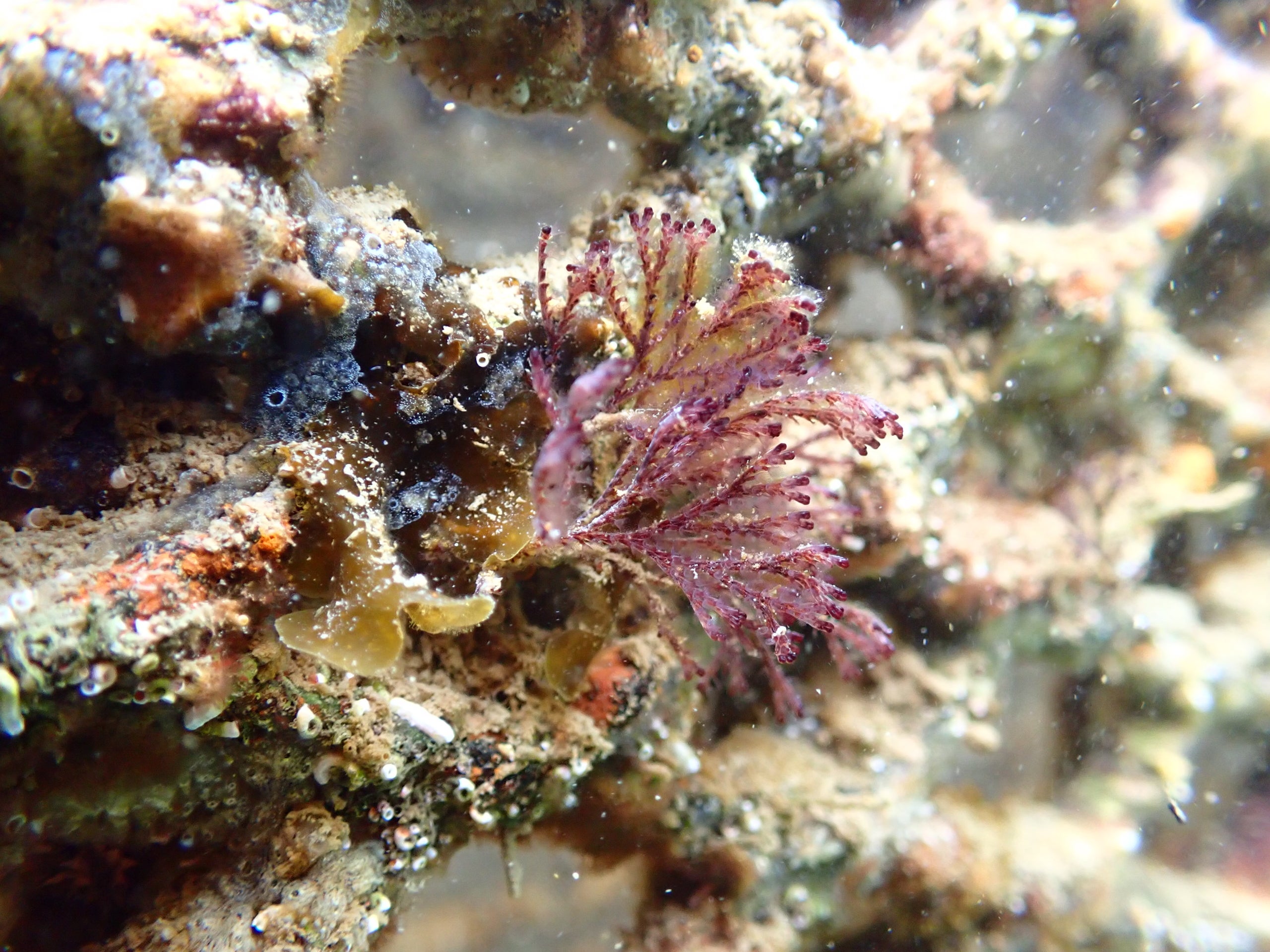 Imatge de la biodiversitat marítima recuperada gràcies als esculls d'Ocean Ecostructures / Ocean Ecostructures