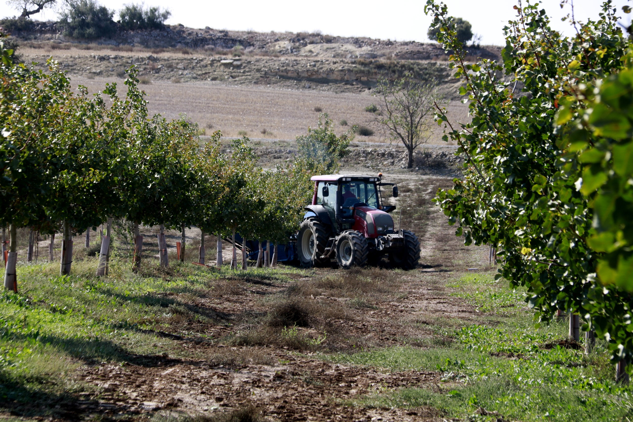 Un tractor treballant recol·lectant pistatxos en una finca de Verdú / ACN