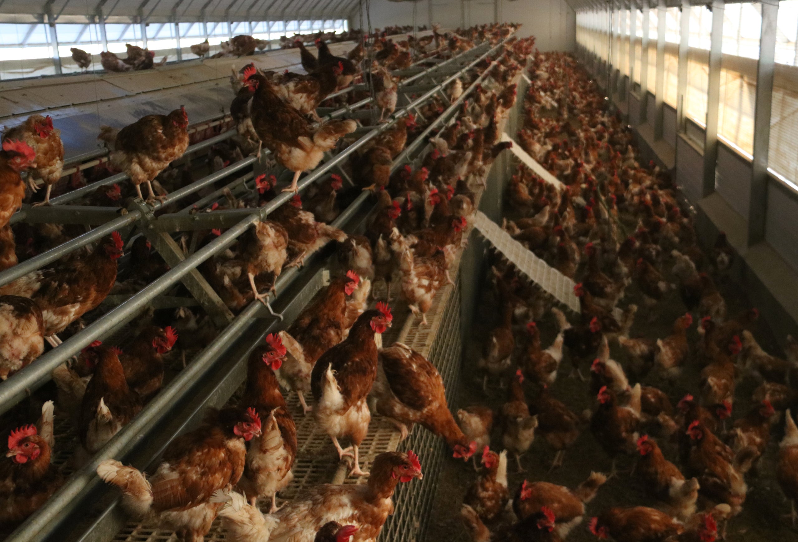 Imatge d'arxiu d'una granja de gallines / ACN