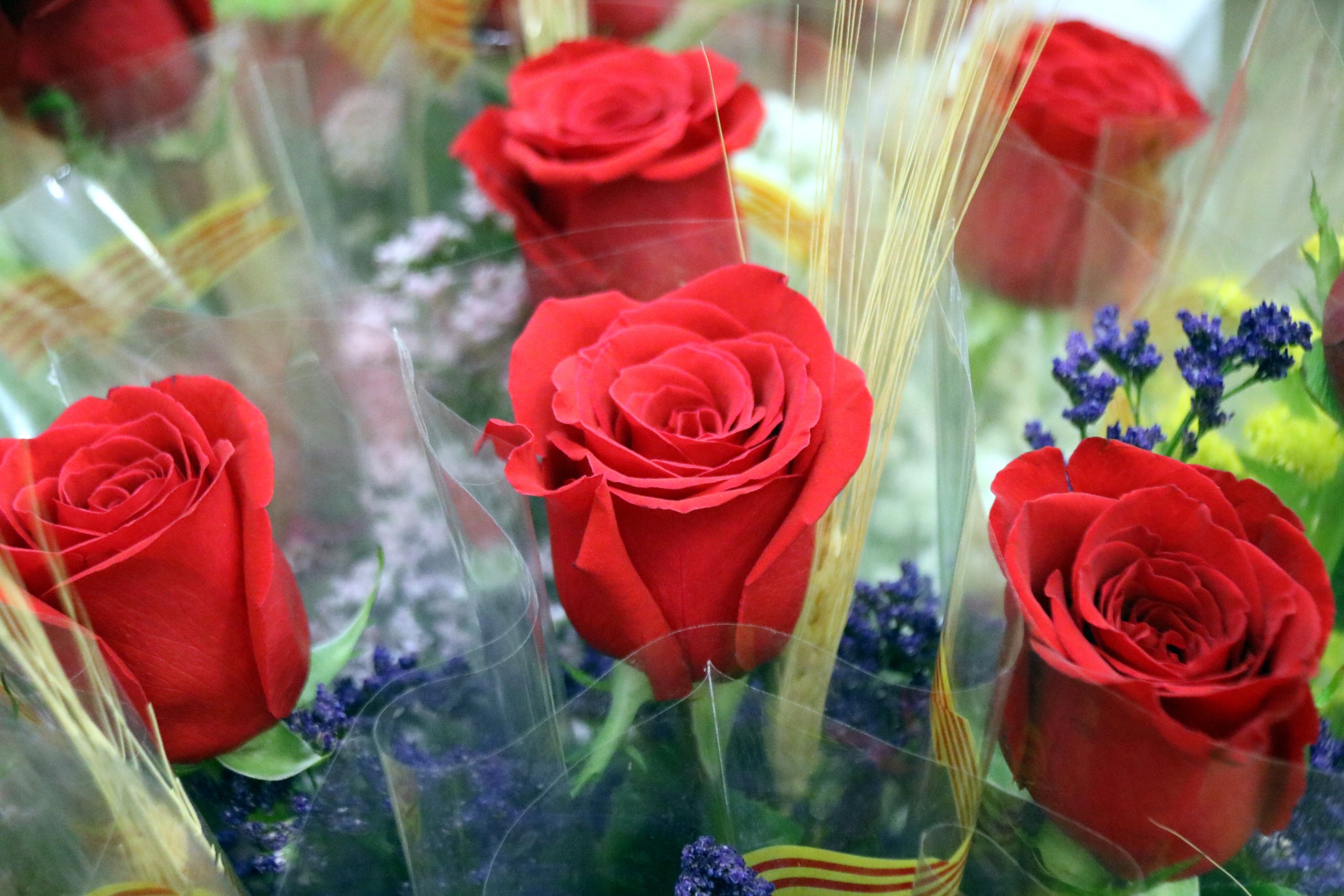 Les vermelles seran un Sant Jordi més les més venudes | Àlex Recolons (ACN)