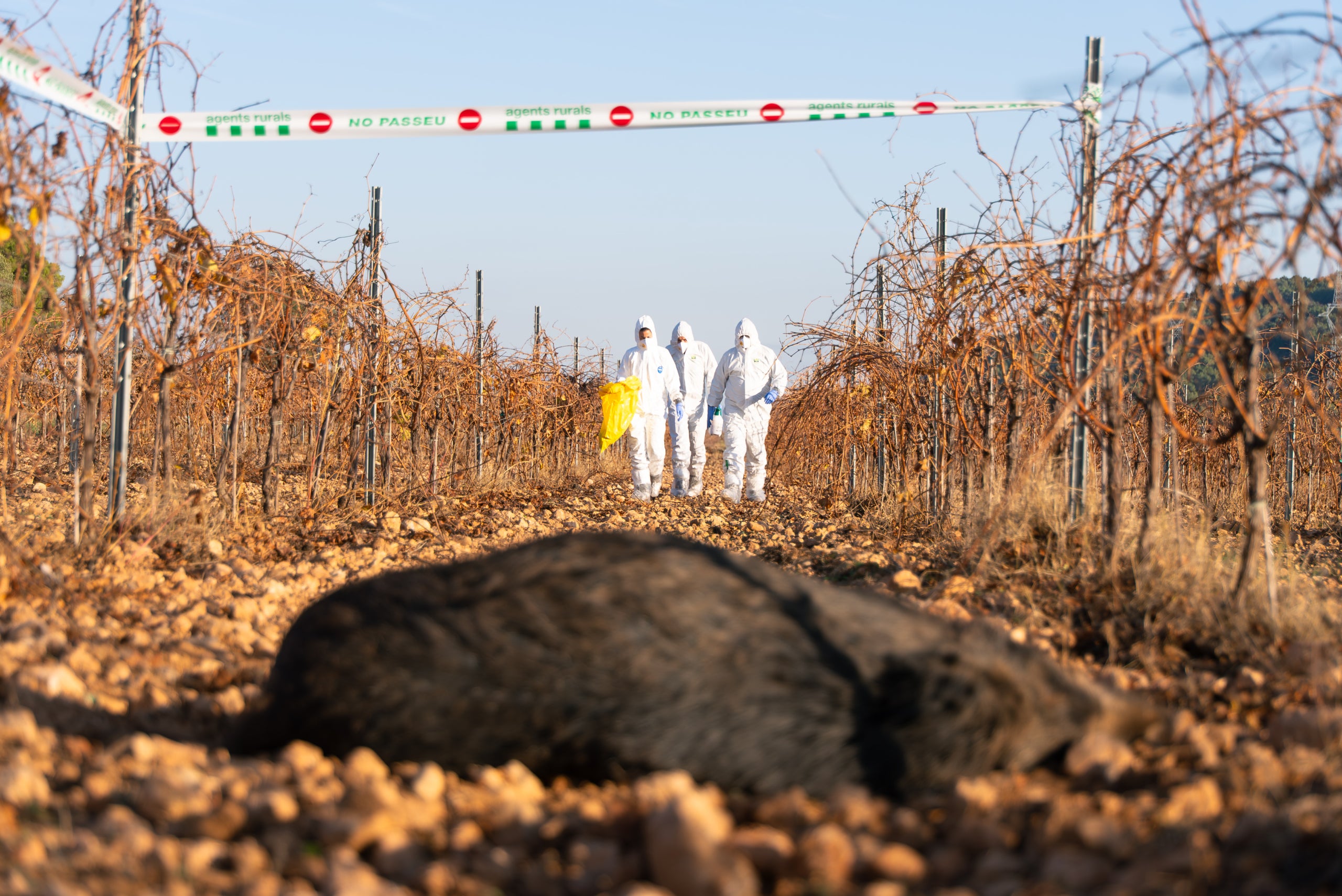Efectivos del cuerpo de Agentes Rurales se acercan a un ejemplar de jabalí muerto en el marco del operativo por la peste porcina africana / Agentes Rurales