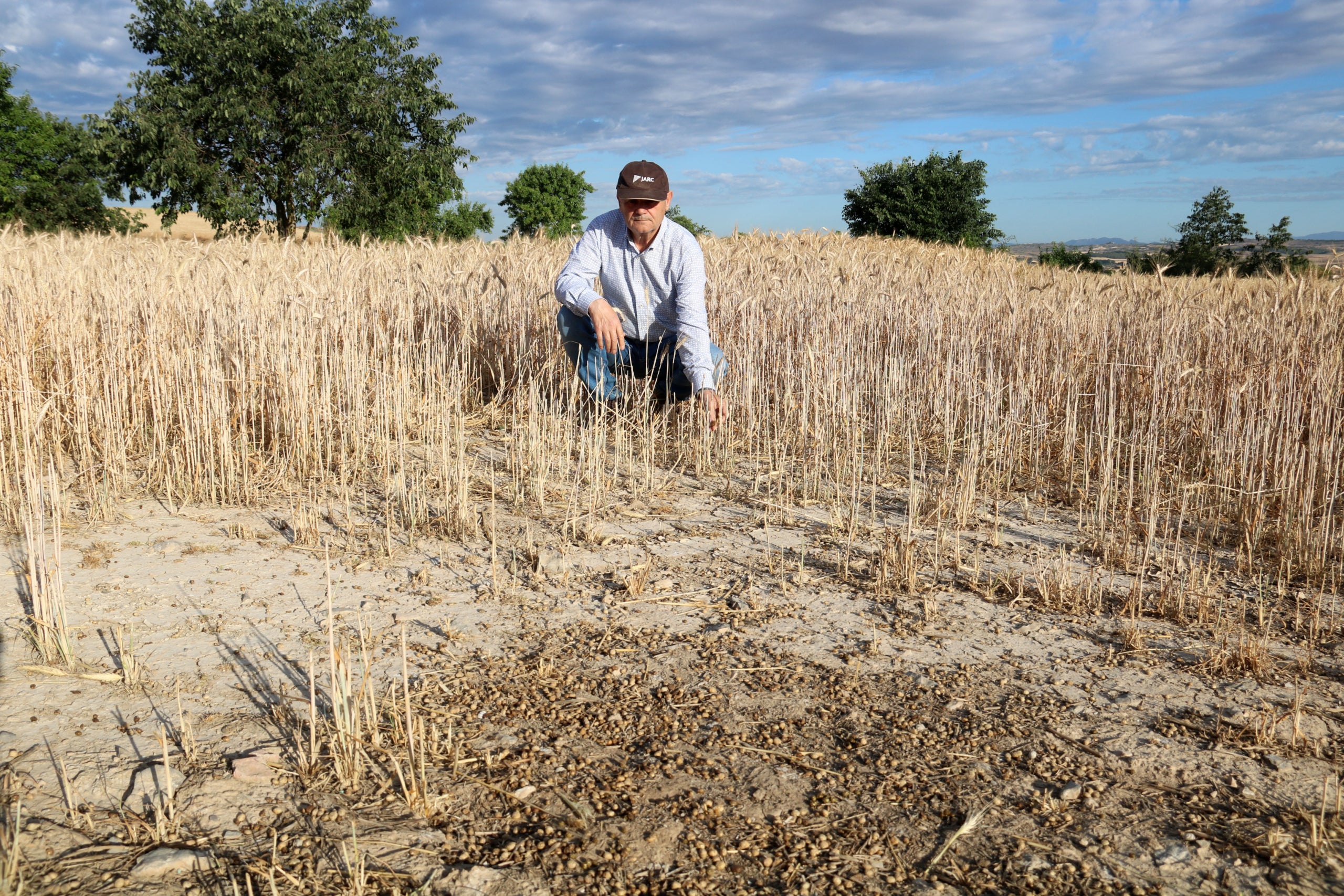 El responsable de fauna de Joves Agricultors i Ramaders de Catalunya (JARC), Lluís Viladrich, en una de sus explotaciones de cereales afectadas por la plaga de conejos / ACN