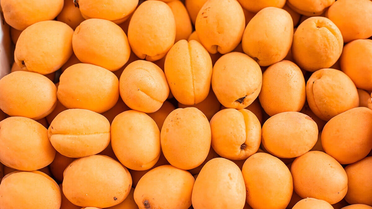 Com es diu l'arbre del nespre El nom curiós que pocs coneixen

