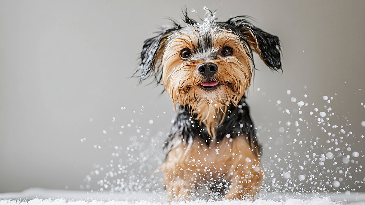 Ona de calor símptomes de cop de calor en mascotes i com actuar segons veterinaris

