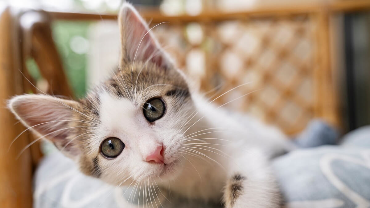 ¿Gatos o perros? La psicología revela qué dice tu preferencia sobre tu personalidad

