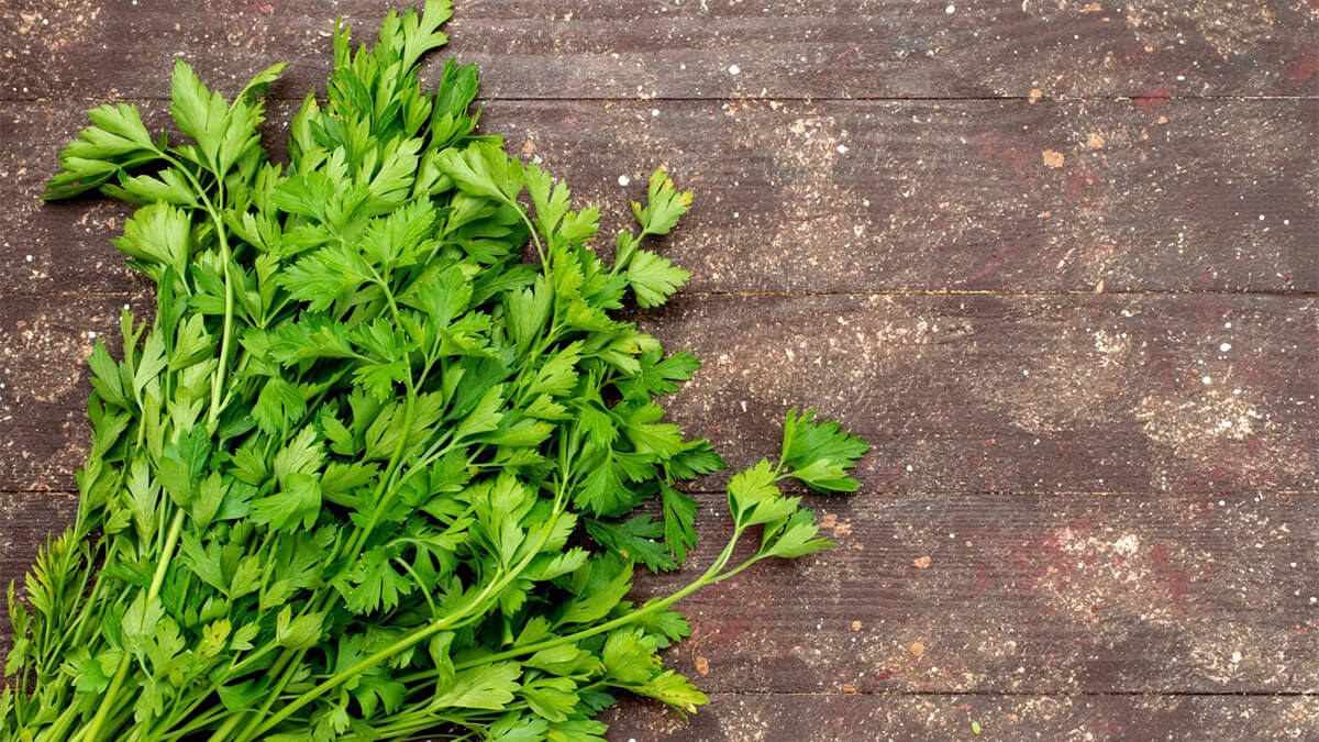 La ciència ho confirma: l’aigua de julivert és un potent aliat per al teu fetge

