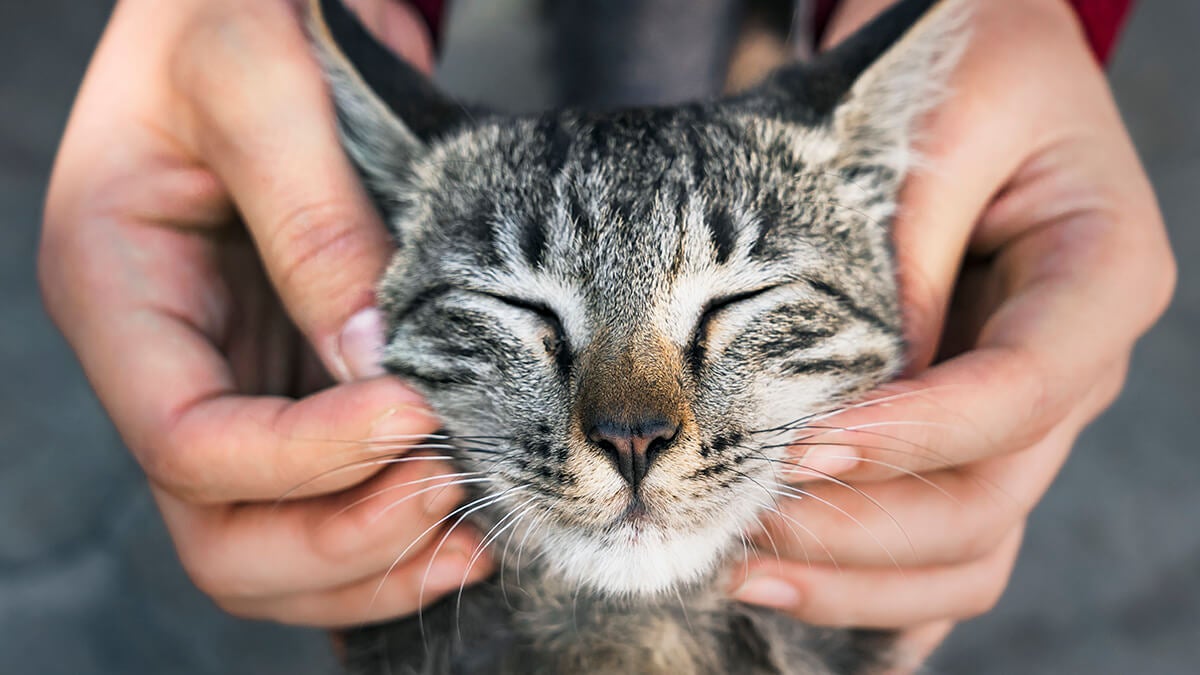 Si ignoras las señales de tu gato, podrías tener un problema con los límites, según la psicología